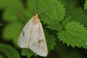 Green Leaf Insect Habitat Drucke: Nice grey moth on the green leaf
