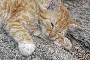 Feliformia Mammal Photo Drucke: Nice rusty sleeping kitten on the stone