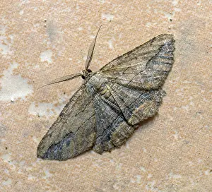 Pterygote Insect Natural Habitats Drucke: Night brown moth