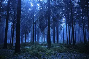 Thuringia Germany Landscape Photography Drucke: Night scene of autumn forest in Thuringia