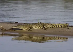 Reptile Species Drucke: Nile crocodile