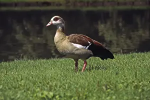 Drucke von Ein Nilgänse, der sich im Wasser abtropft Rostgans Drucke: Der Nilgans