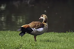 Drucke von Ein majestätischer Nilgans, der sich in seinem natürlichen Habitat auf dem Wasser des Nils bewegt Rostgans Drucke: Nils-Gans
