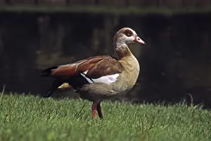Drucke von Ein Nilgänse, der sich in seinem natürlichen Habitat aufhält Rostgans Drucke: Nilschwanzgans
