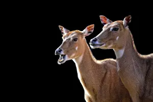 Drucke von Zwei Nilgai auf schwarzem Hintergrund Nilgai Drucke: Zwei Nilgai auf schwarzem Hintergrund.