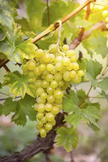 Wine Cultivation Drucke: Noble grapevine (Vitis vinifera subsp)