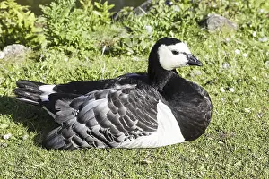 Gänseblümchen Drucke: Nonnen Gänse, Weißwangengänse