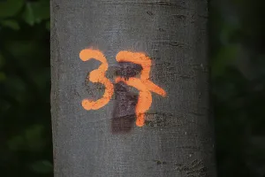 Central Europe Tree Photography Drucke: Number 37 sprayed on a beech stem in orange