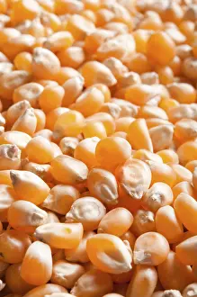 Grocery Food Images Drucke: Numerous orange corn kernels gathered closely