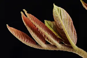 Leaf Detail View Drucke: Nut sheet in spring