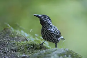 Drucke von Nussknacker (Nucifraga caryocatactes), Triberg, Südschwarzwald, Schwarzwald, Baden-Württemberg, Deutschland Nussknacker (Nucifraga caryocatactes), Triberg, Südschwarzwald, Schwarzwald Tannenhäher Drucke: Muschelknacker (Nucifraga caryocatactes)