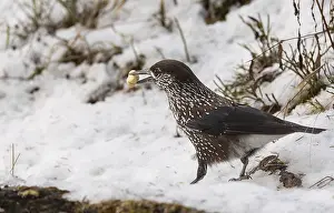 Drucke von Nussknacker, (Nucifraga caryocatactes), Winter, Nahrung, Nuss, Pinzgau Tannenhäher Drucke: Nussknacker, (Nucifraga caryocatactes)