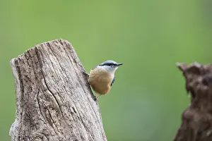 Wood Nuthatch Habitat Drucke: Nuthatch bird in tree
