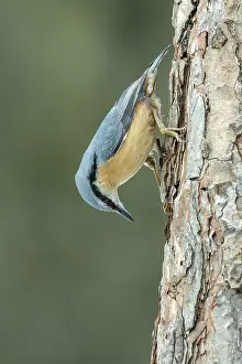 European Nuthatch Drucke: Nuthatch (Sitta europaea), head down on a pine tree