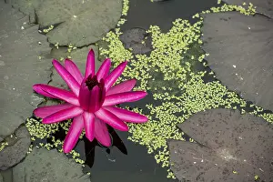 Central Europe Botanicals Drucke: Nymphaea 'Red Flare'