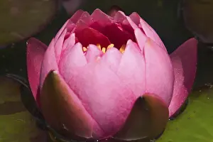 Water Lily Blossom Drucke: Nymphaeaceae