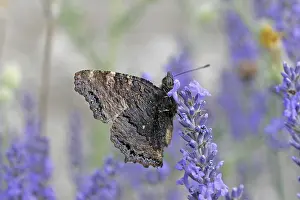 Diurnal Butterfly Species Drucke: Nymphalis polychlorus, big fox