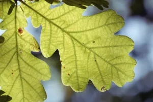 Deserted Open Air Landscape Drucke: Oak leaf