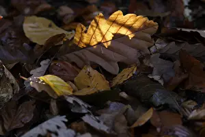 Autumn Foliage Photos Drucke: Oak leaf, backlight