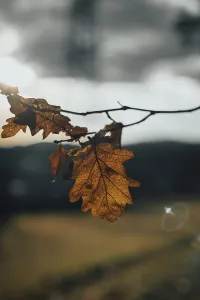 Autumn In Niederosterreich Drucke: An oak leaf against the sun shows the fine leaf structures
