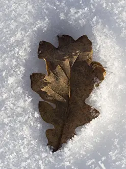 Deserted Plant Scene Drucke: An oak leaf has sunk into the snow