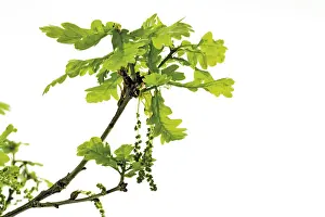 Indoor Plant Photography Drucke: Oak pollen