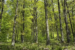 Baden Wurttemberg Nature Scene Drucke: Oak (Quercus), oak forest in the spring