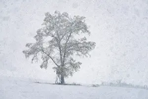 Bavaria Winter Scenery Drucke: Oak (Quercus), tree during heavy snowfall