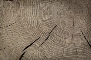 Deciduous Tree Pattern Drucke: Oak Texture On Cross Section
