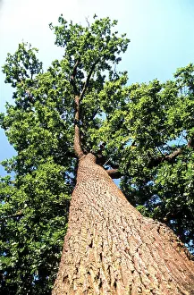 Tree Trunk Drucke: Oak tree