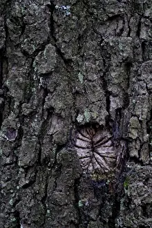 Nature Flora Images Drucke: Oak tree bark (Quercus)
