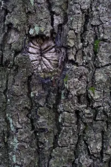 Oak Tree Bark Drucke: Oak tree bark (Quercus)