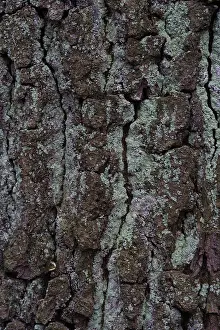 Close Up Of Tree Bark Drucke: Oak tree bark (Quercus)