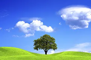 Deciduous Tree Agriculture Drucke: Oak tree and blue sky
