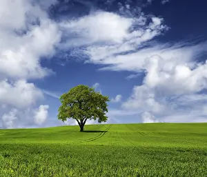 Fagales Family Tree Drucke: Oak tree on a cloudy day