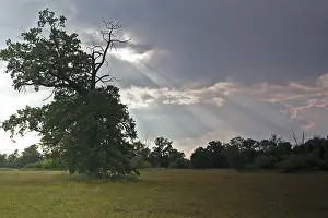 Deciduous Tree Landscape Photography Drucke: Oak tree in evening light in the Elbe floodplain