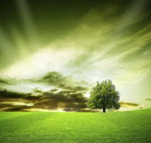 Deciduous Tree Photography Drucke: Oak tree in a field at sunset