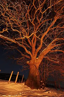 Nature Photography Germany Drucke: Oak tree in light of camp fire