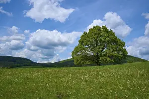 Lower Franconia Scenery Drucke: Oak tree, Meadow, Flowering, Clouds