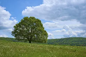 Deciduous Tree Meadow Scene Drucke: Oak tree, Meadow, Flowering, Clouds