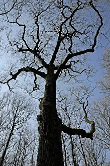 Oak Tree Silhouette Drucke: Oak, tree, nature, forest, backlight