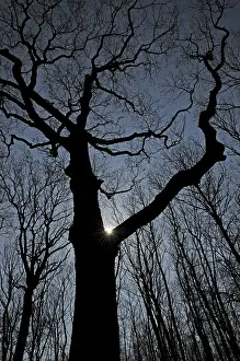 Tree Against The Light Drucke: Oak, tree, nature, forest, backlight