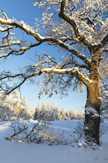 Deciduous Tree In Winter Drucke: Oak tree (Quercus) with snow, winter