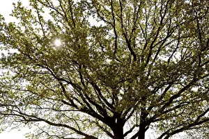 Backlit Oak Tree Photo Drucke: Oak tree (Quercus), tree crown at leaf and flowering time