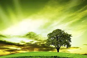 Fagales Family Tree Drucke: Oak tree in summer