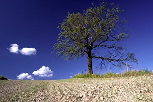 Agrarian Landscape Photography Drucke: Oak tree in summer, Nittedal
