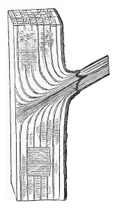 Deciduous Tree Illustration Drucke: Oak trunk portion of which one branch is about to detach the normal process