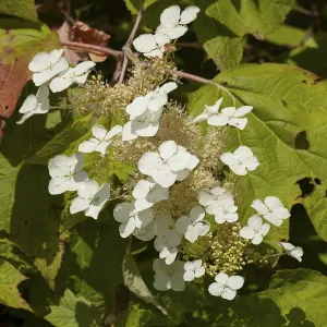 Botanical Inflorescence Images Drucke: Oakleaf Hydrangea (Hydrangea quercifolia)