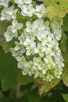 Hydrangea Quercifolia Drucke: Oakleaf hydrangea (Hydrangea quercifolia)