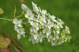 German Botany Flowers Drucke: Oakleaf hydrangea (Hydrangea quercifolia)